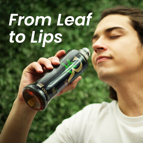The Leaf-to-Lips Journey of Chi Forest Oolong Tea